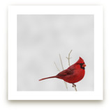 Bird One: Cardinal by Colin Stuart