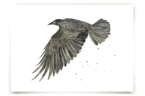 Ink Raven Fine Art Prints