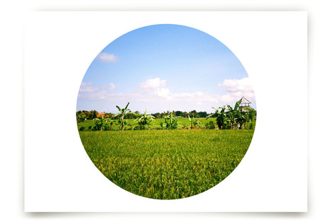 A World of Rice Fine Art Prints