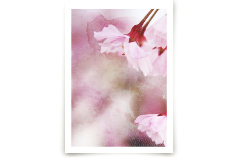 Spring Emergence Fine Art Prints