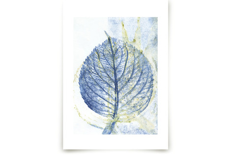 Hydrangea I Fine Art Prints