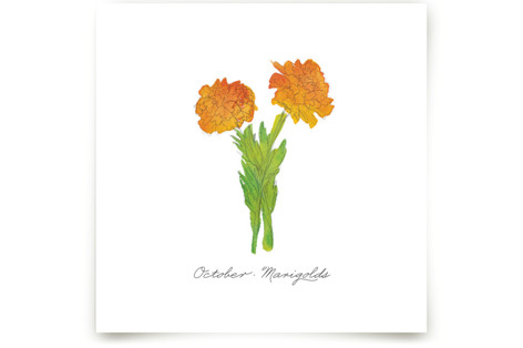 October Marigold Fine Art Prints