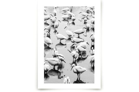 Migratory Birds Part 3 Fine Art Prints