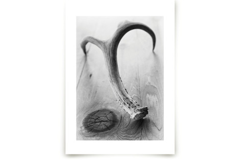 Antlers Fine Art Prints