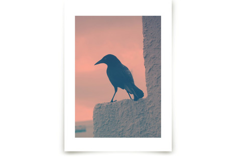 Blackbird Fine Art Prints