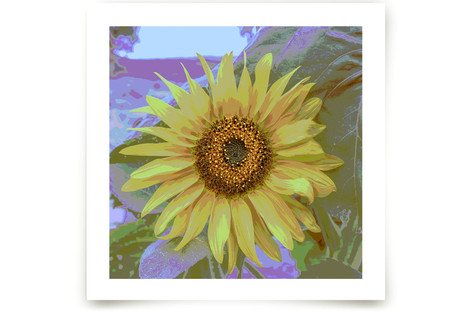 Sunflower Fine Art Prints