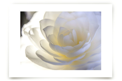 White Camellia Fine Art Prints
