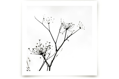 Graphic Elements of Nature Fine Art Prints