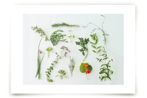 Modern Herb Garden Fine Art Prints