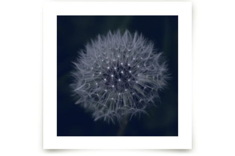 Dandelion Stars Fine Art Prints