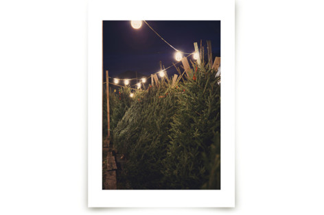 Lit Trees Fine Art Prints