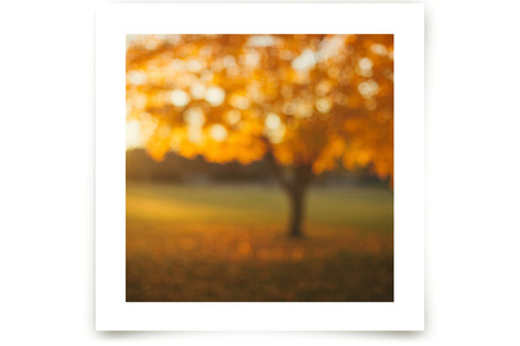 Oak Knoll Gold Fine Art Prints