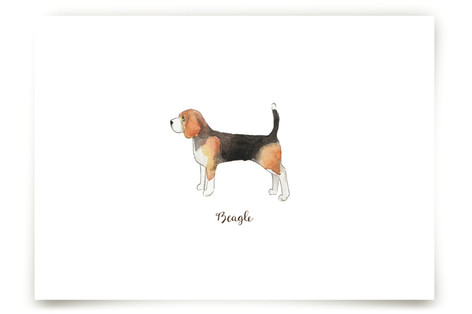 Beagle Fine Art Prints