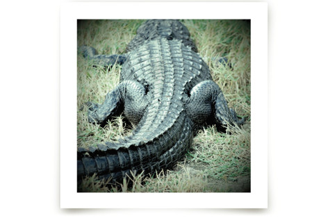 Basking Florida Gator Fine Art Prints