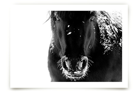 Frost Bite Fine Art Prints
