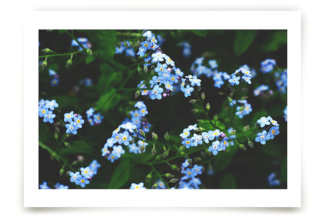 Don't Forget Me Fine Art Prints