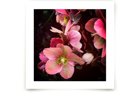 Spring Noir 3 Fine Art Prints