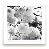 Spring Noir 5 by Sarah Johnson