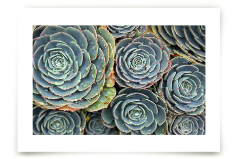 Raindrops on Succulents Fine Art Prints