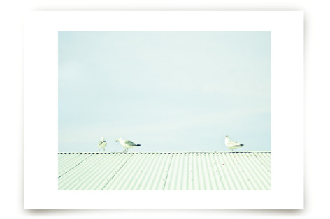Seagulls On The Roof Fine Art Prints