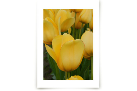 Yellow Tulip Fine Art Prints