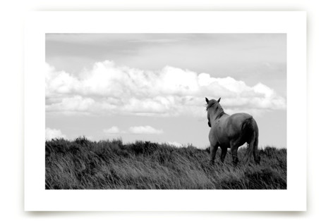 Desert Dreamer Fine Art Prints