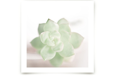 Soft Succulent No. 2 Fine Art Prints