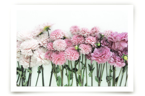 Ombre Blooms Fine Art Prints