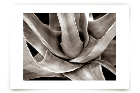 Garden In Santaluz 01 Fine Art Prints