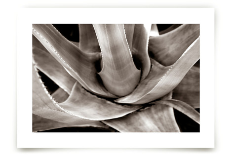 Garden In Santaluz 01 Fine Art Prints