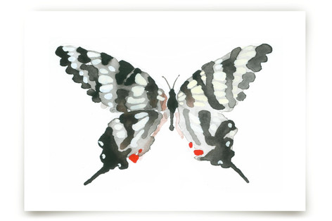 Zebra Swallowtail Fine Art Prints