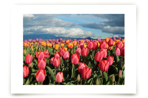 Tulip Gardens Fine Art Prints