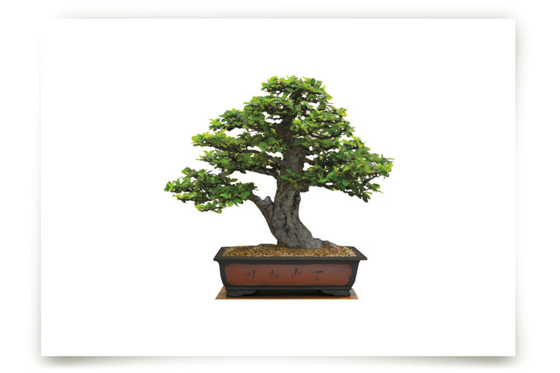 bonsai Fine Art Prints by Ramoncita aticnomar Minted