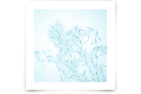 Winter Grass II Fine Art Prints
