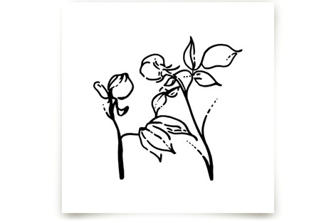 Bloom to Bloom Fine Art Prints