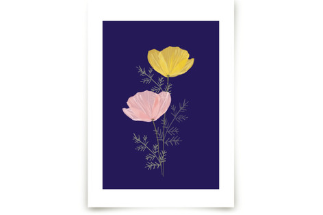 Pressed Poppies Fine Art Prints