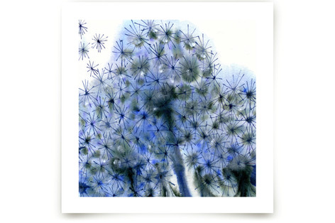 Fairy Puffs Fine Art Prints