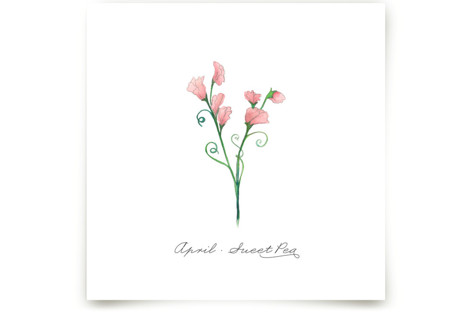 April Sweet Pea Fine Art Prints