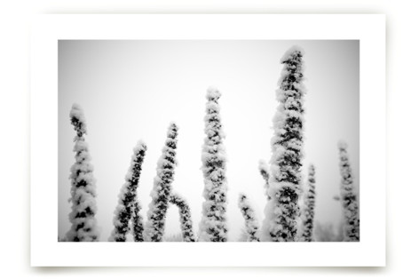 Snow on top Fine Art Prints