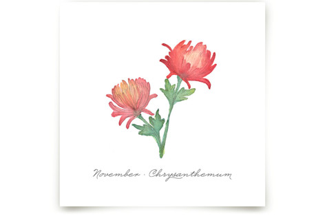 November Chrysanthemum Fine Art Prints
