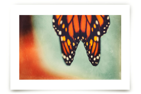 Monarch Study #6 Fine Art Prints