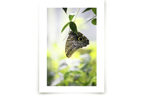 Owl Eyed Fine Art Prints