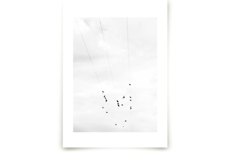 Birds on a wire II Fine Art Prints