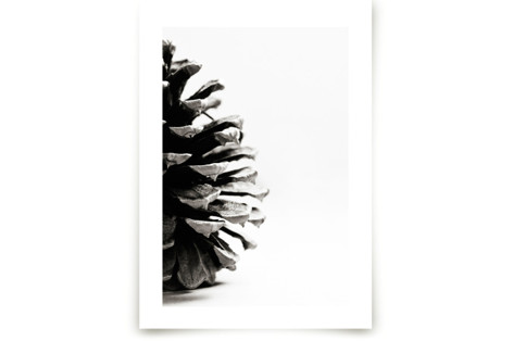 Pine Cone - Part 2 Fine Art Prints