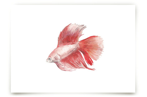 Betta Fine Art Prints