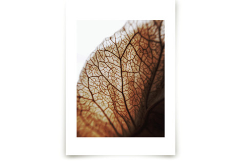 Beauty in the details 2 Fine Art Prints