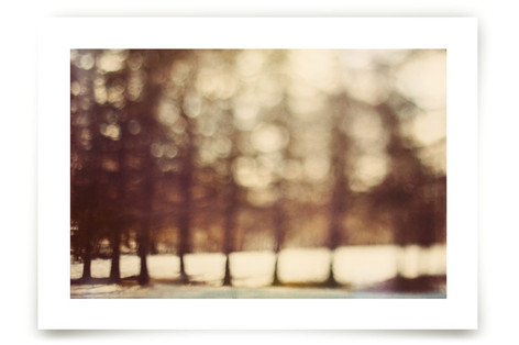 The Forest for the Trees Fine Art Prints