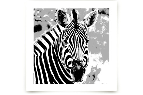 mr ZEBRA Fine Art Prints