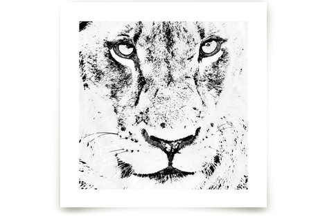 mr LION Fine Art Prints