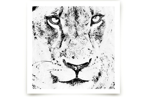 mr LION Fine Art Prints